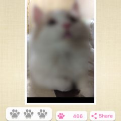 「ねこまみれ -かわいい猫写真が見放題！「ねこのきもち」公式アプリ-」猫写真がもりだくさん！癒しのSNSアプリのアイコン