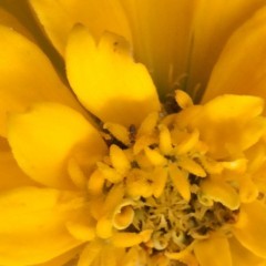 「Zoom Cam - Pinch to Zoom」は簡単、便利、きれいなズームカメラのアイコン