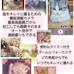 「にゃんかめ 高画質マナー(無音)カメラ 〜猫のためのデコアプリ〜」を使って愛猫のベストショットを押さえよう！のアイコン