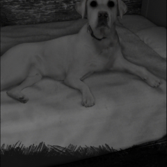 臨場感のあるホラーを体験できる「恐怖！美術館からの脱出：プレイルーム」のアイコン