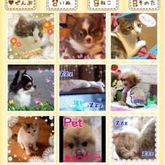 「ペットカメラ　いぬ・ねこ・ペットの写真をかわいくデコろう」可愛いペット写真が盛りだくさん！癒しのペット限定SNSのアイコン