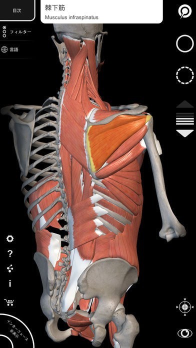 筋肉系 - 解剖学3Dアトラス - 人体の骨格と筋肉 | iPhone・Android対応 