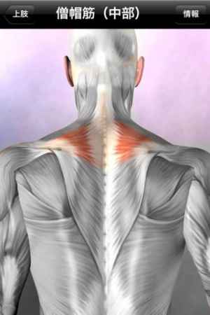 筋の解剖学 Iphone Android対応のスマホアプリ探すなら Apps