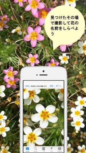花しらべ 花認識 花検索 Iphone Android対応のスマホアプリ探すなら Apps