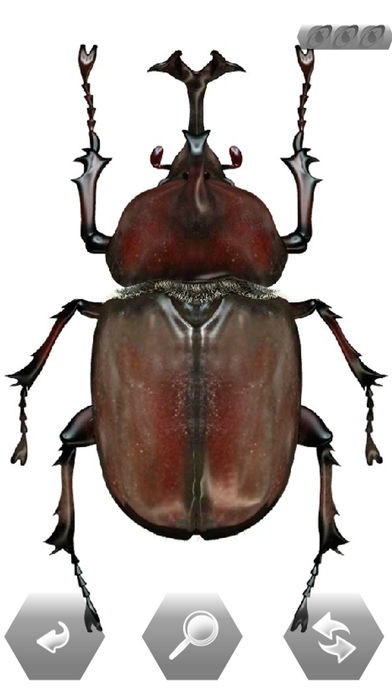 ★昆虫採集★虫取り網★最長５ｍ３３ｃｍ クワガタムシ・カブトムシの採集に！捕虫網 体験期間は2025年6月～8月中旬】虫捕り名人と行くドキドキ