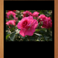 「バラのはがき」で、相手に素敵なバラ写真をプレゼントしよう！のアイコン