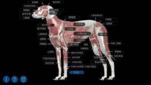 イヌの解剖学 Dog Anatomy 3d Iphone Android対応のスマホアプリ探すなら Apps
