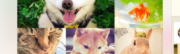 犬派大集合！犬が大好きな方必見のアプリ１０選！