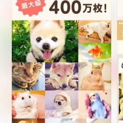 犬派大集合！犬が大好きな方必見のアプリ１０選！のアイコン