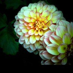 画集や写真集を楽しめるおすすめアプリ6選のアイコン