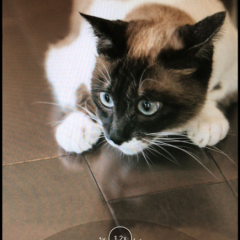 おすすめはどれ？静かな環境で使える無音カメラアプリ厳選6つのアイコン