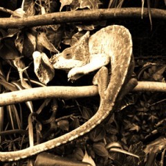 セピア写真加工で大人な雰囲気に変身！おすすめアプリ3選と初級・上級テクのアイコン