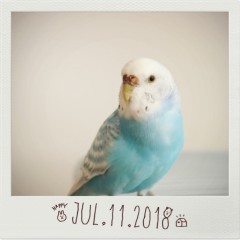 スマホでおしゃれなポラロイド風写真を作る5つの条件＆写真加工アプリのアイコン