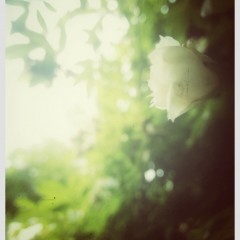 プロ並みの写真加工ができるアプリ「Snapseed」を使いこなす徹底ガイドのアイコン