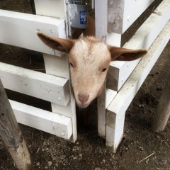 使わないタブレットを再利用！デジタルフォトフレームのおすすめアプリ2つのアイコン