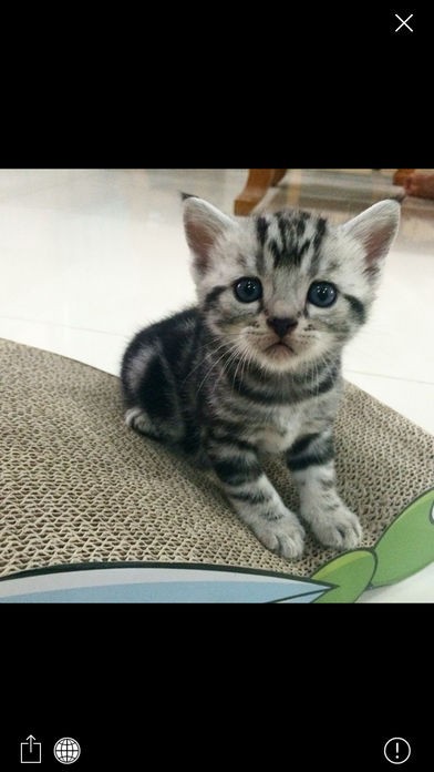 画像検索 Pick Pic - どんな写真もきっと見つかる！ | スクリーンショットその2