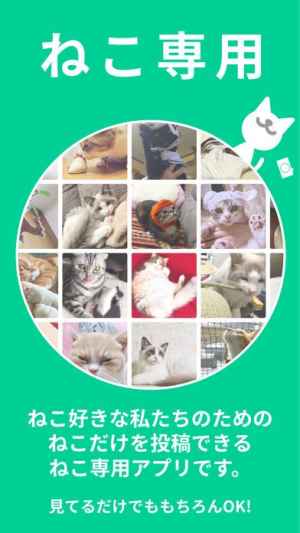 ねこすた ネコ好きが集まる猫専用写真 動画投稿sns Iphone Androidスマホアプリ ドットアップス Apps