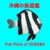 沖縄の魚図鑑のアイコン