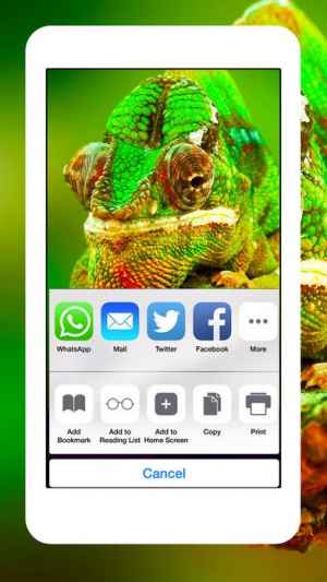 ヘビ トカゲ クモ綱 ワニ 動物 爬虫類 壁紙 Wallpapers Iphone Android対応のスマホアプリ探すなら Apps
