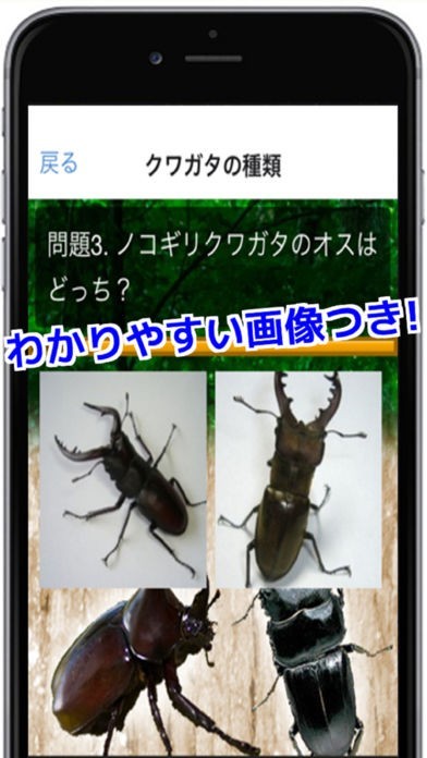 クワガタ・カブトムシがわかる！クワカブクイズ | スクリーンショットその2