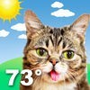 Lil BUB Cat Weather Report アイコン