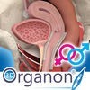 3D Organon Anatomy - Reproductive and Urinary Systems アイコン