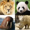 動物クイズ：動物園全体 アイコン