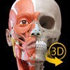筋肉 | 骨格 - 解剖学3D アトラス アイコン