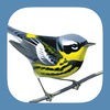 Sibley Birds 2nd Edition アイコン