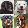 犬 - 写真付きクイズ、犬の品種一覧 アイコン