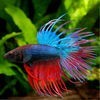 Betta Fish - Everything You Want to Know About Betta Fish アイコン