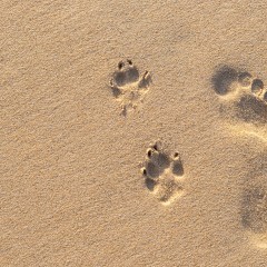 Twitterで足跡がバレるのはどんな時？足跡機能って存在する？のアイコン