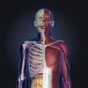 3D人体解剖学　teamLabBody 2020 アイコン